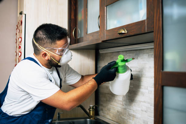 Wasp Removal Services in Hillcrest, IL