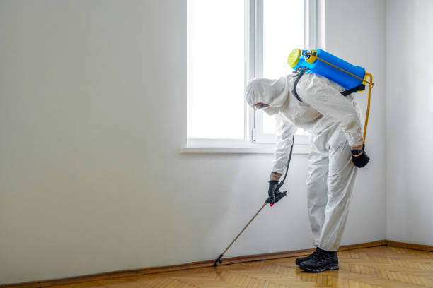 Best Wasp Removal Services  in Hlcrest, IL