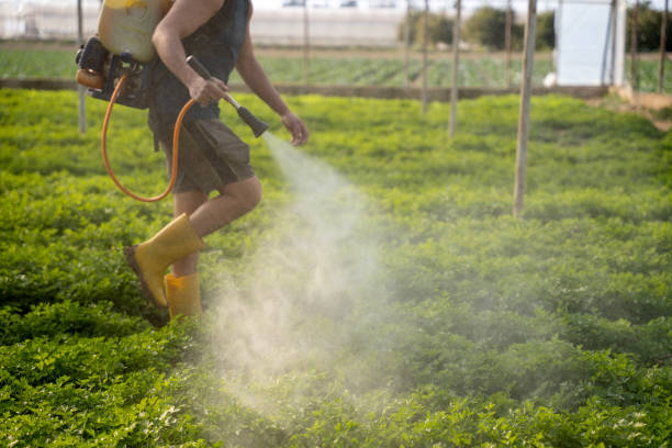 Best Ant Control Services  in Hlcrest, IL