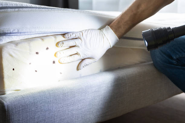 Best Insect Control  in Hlcrest, IL